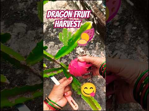 Dragon Fruit Harvest