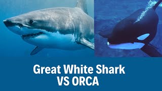 Orcas vs Great White Sharks Who Will Win?