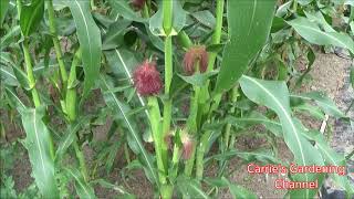 Growing Corn, Corn Growing Problems, What Critters Get In Corn Patches