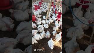 Gufran polity video🐔 #lifeisbutadream 🐔👍💯