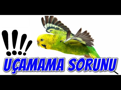 Video: Kuşa Neden Muscovy Tit Deniyor?