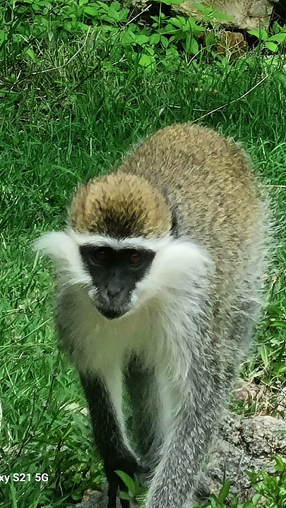 africa etiopia oromiya reagon.  monkey