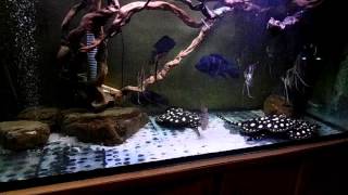 Potamotrygon Leopoldi In Rivne Ukraine. Birthday - Year Old.