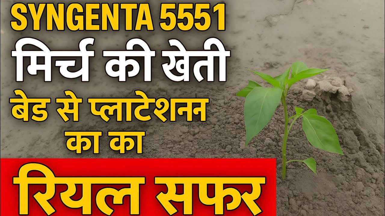 Syngenta 5531 Mirchi Ki Kheti | Bed Se Plantation Tak Ka Real Safar | Annadata Adbhut