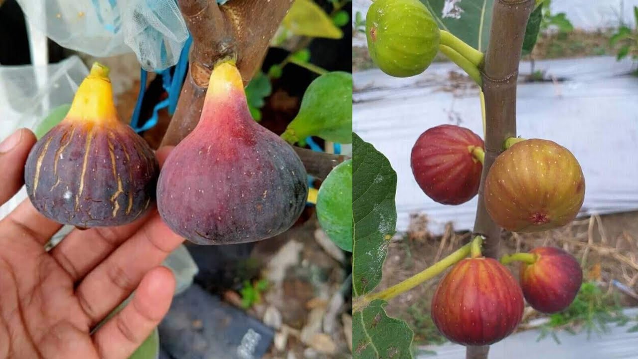 هذا السماد سستفاجئ من شجرة التين كيف تنمو سريعا وتزيد كمية الثمار 5 اضعاف !👌