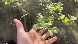 Visito Un Bosque De Robles Centenarios En Navarra - Puro Asombro