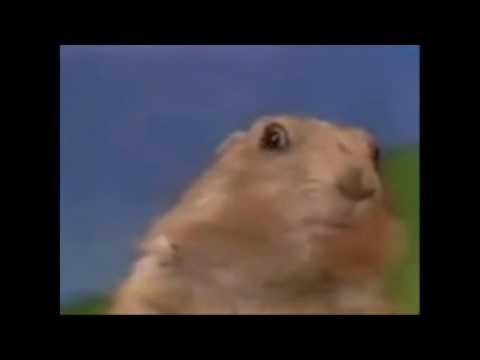 Удивление суслика