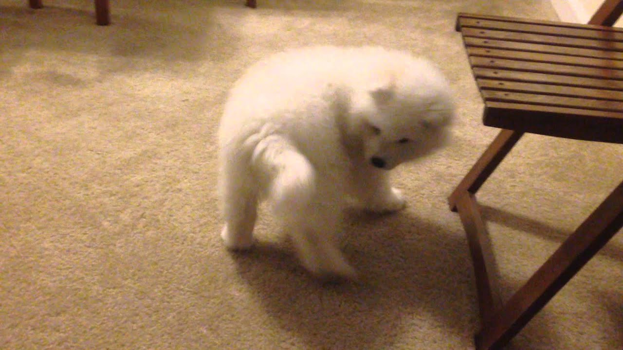 Resultado de imagen para samoyed chasing tail
