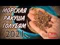 Николаевские голуби.Морская ракуша для голубей