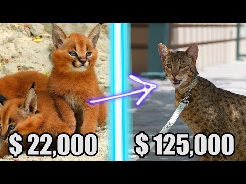Video: Gatos De La Sabana: Dónde Comprar Y Cuánto Cuestan