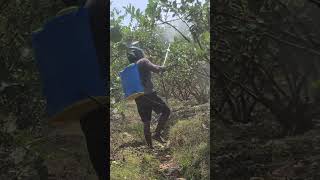 Smart farmers spray pesticides on guava fruit to achieve optimal growth results 