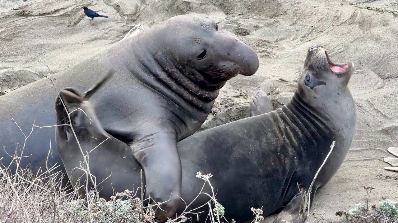 Elephant Seal Birthing, Mating, Sparring - Just like Horses!