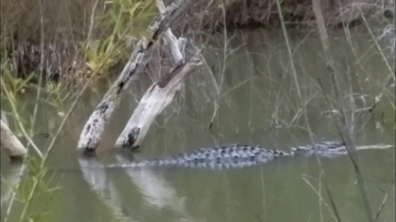 Choke Canyon Alligator April 1, 2017 YouTube