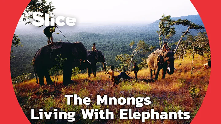 The Elephant Herders of Vietnamese Plateau | SLICE - DayDayNews