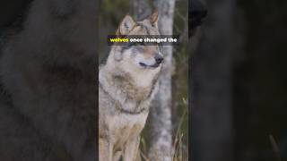 How Wolves Literally Fixed a River! 🐺🏞️