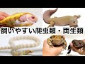 初心者でも飼いやすい爬虫類・両生類