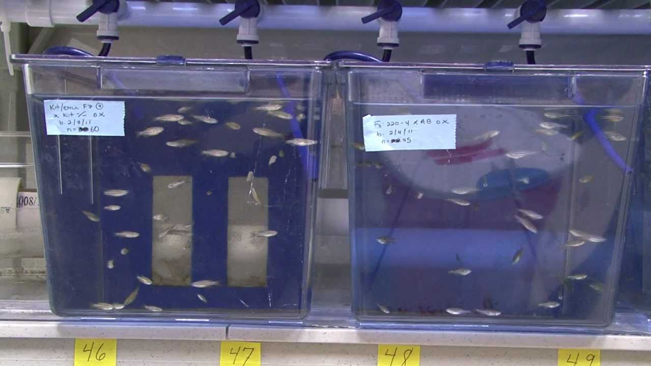 Melanoma models: WSU zebrafish research offers insight into deadly cancer