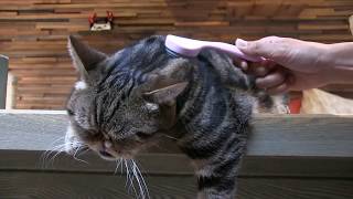 猫舌とろん_猫がとろけるグルーミングブラシ