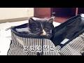 3匹の子猫を引き取ってきました