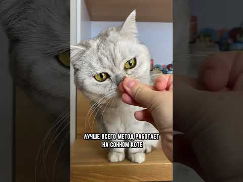 Как легко и просто дать таблетку кошке #кот #коты #shorts