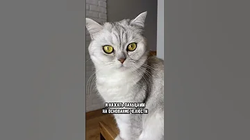 Как легко и просто дать таблетку кошке #кот #коты #shorts