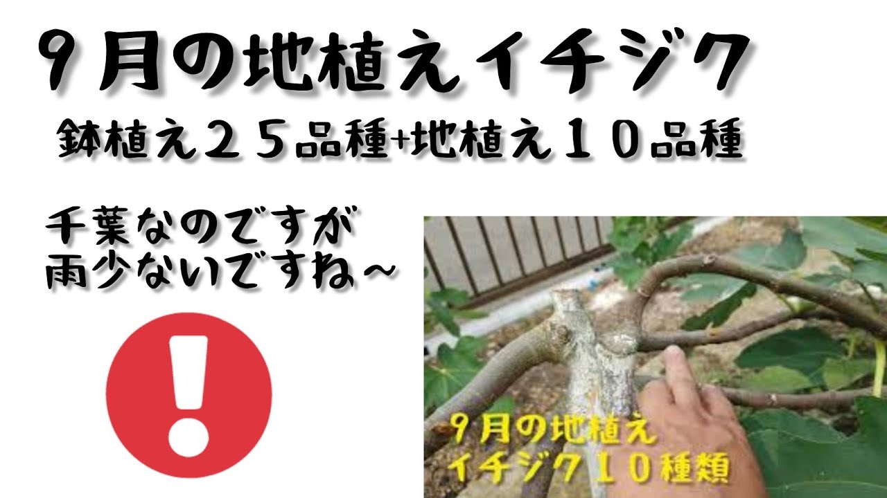 ９月の地植えイチジク 観察中 ほぼ一年生です Youtube