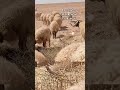 سحلية تتشمس بعز الحر أغنام التغطيه الحياة البرية Wildlife سحلية تتشمس بعز الحر أغنام التغطيه الحياة البرية Wildlife