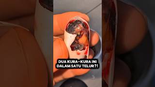 PROSES PENETASAN KURA-KURA KEMBAR LANGKA DAN PERAWATAN DARURATNYA #shorts #short #shortsviral