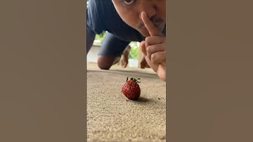 hermit crabs are caught with strawberries #hermitcrab #snail ##kelomang #shortvideo #shorts #short