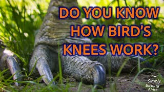 🦵🐦 Bird Legs 101 – Let’s Clear This Up! 🐦🦵