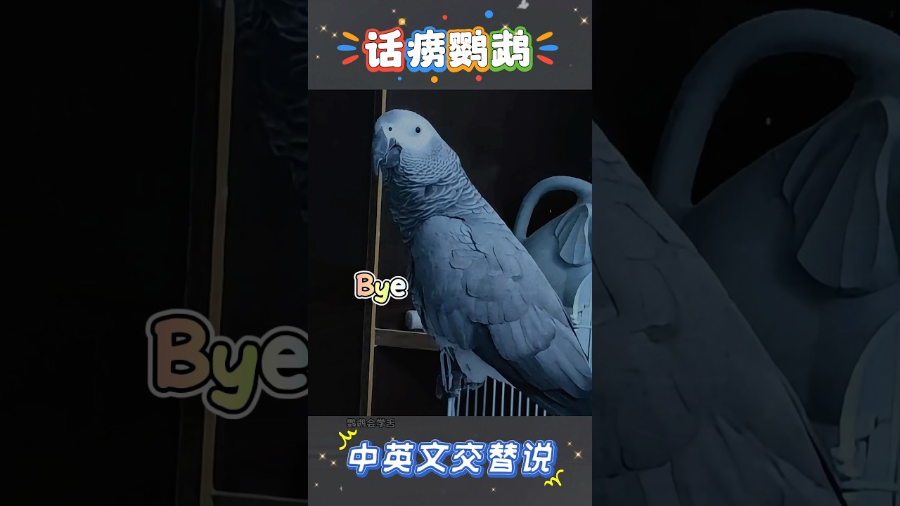 中英文脱口秀”的鹦鹉＃非洲灰鹦鹉＃African Grey Parrot - YouTube