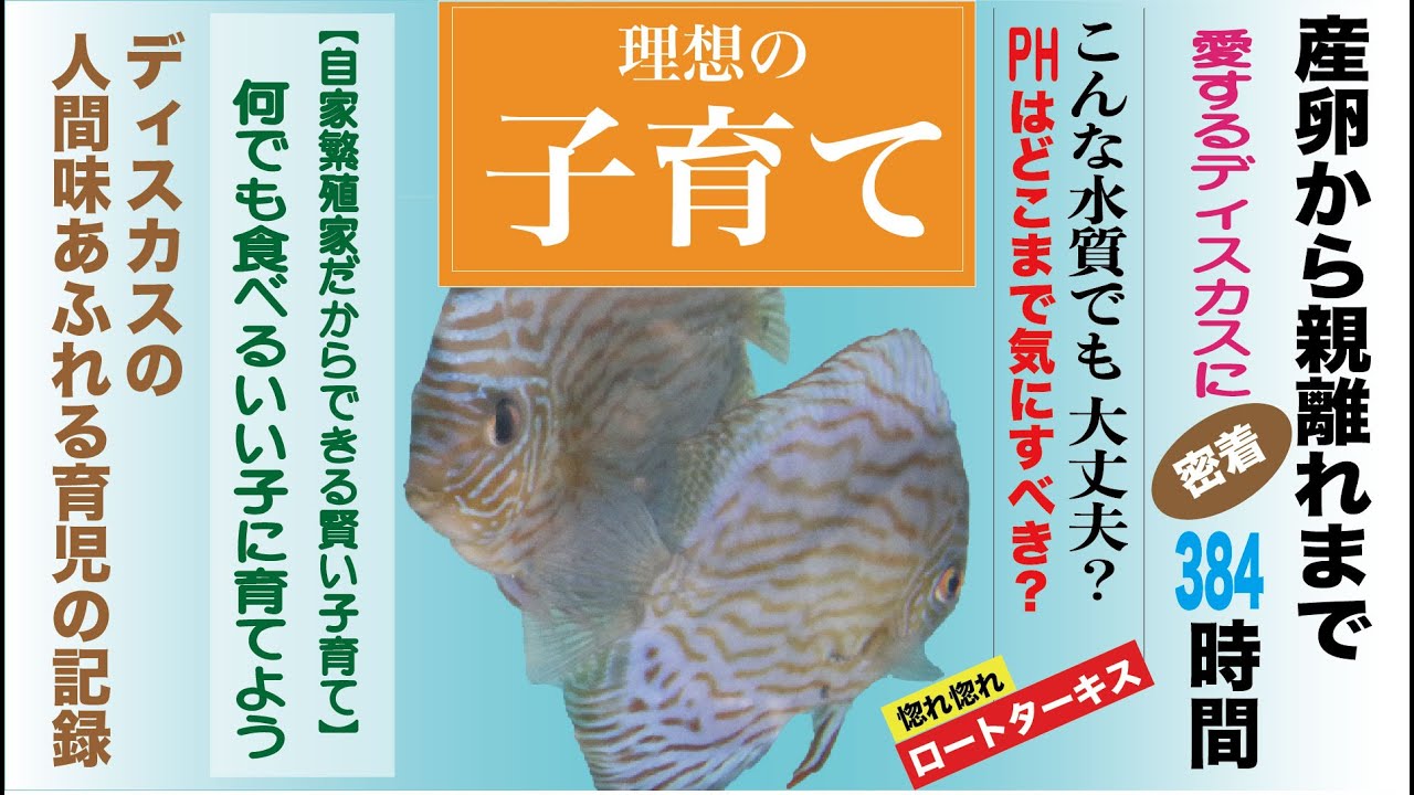 Breeding Discus / What is important? How important? 384 hours of