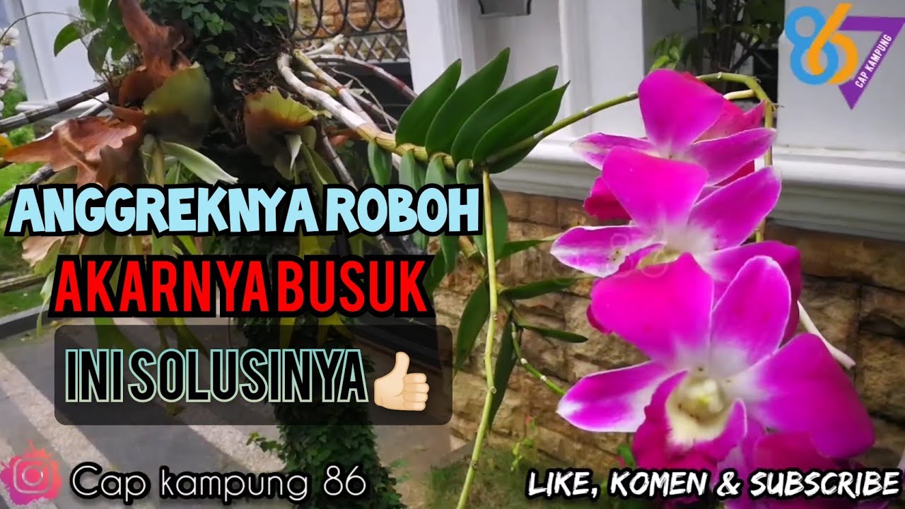 Cara Mengatasi Anggrek Busuk Akar dengan Mudah dan Efektif Cara Mengatasi Anggrek Busuk Akar dengan Mudah dan Efektif