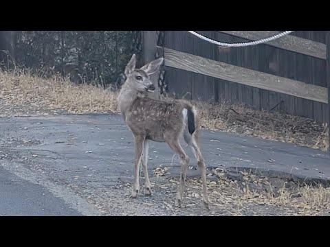 Deer family near Castle Rock, Walnut Creek, CA