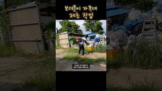 동네 고물상 보더콜리 가족을 위해 제초 작업을 해줬어요