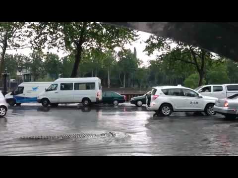 ნიანგი თბილისის ქუჩებში