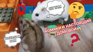 ХОМЯКИ НАШЛИ НАСТОЯЩЕГО ДОМОВОГО!😱🧐👻