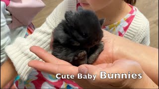 Cute baby bunnies made everyone FALL IN LOVE with them by Animals All The Time 188 views 1 month ago 4 minutes, 21 seconds