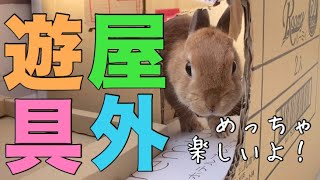 バックヤードのダンボール遊具楽しすぎ！のネザーランドドワーフのうさぎ #446