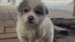 The Abandoned Disabled Puppy Who Finally Found a Loving Home.