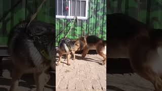 Inquisitive Dogs in Nature 25
