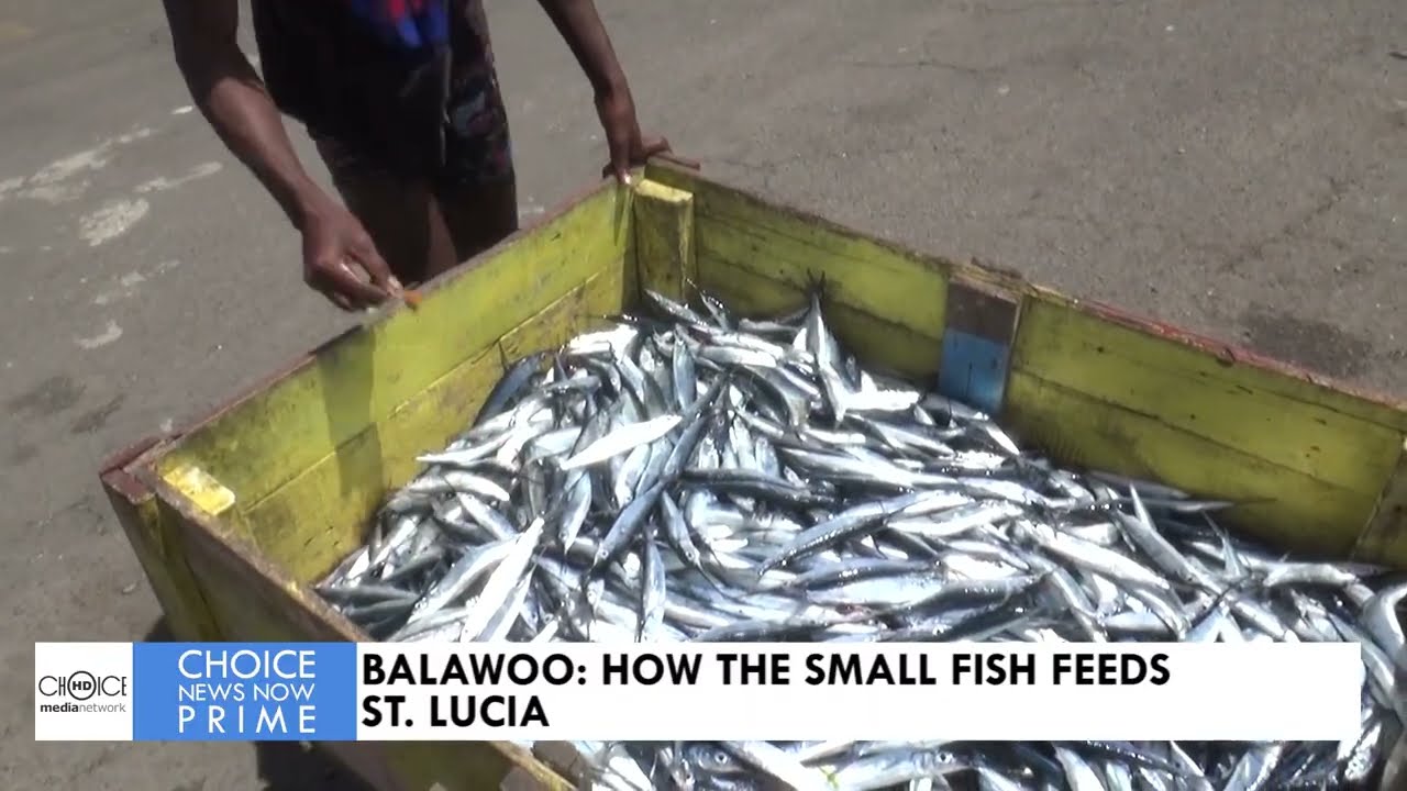 BALAWOO: HOW THE SMALL FISH FEEDS ST. LUCIA