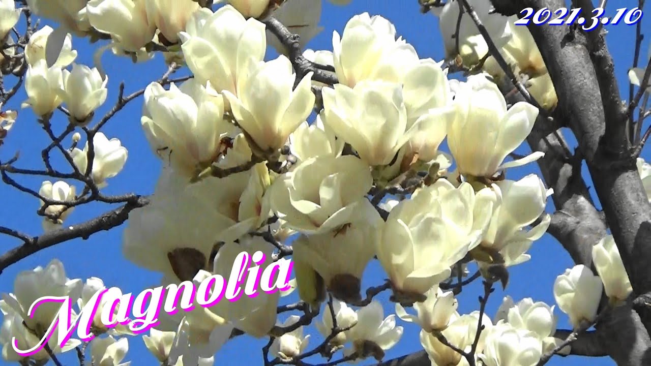 マグノリアの花たち ハクモクレン 白木蓮 Magnolia Flowers 青空に映えるシャンデリア 城北公園21年3月10日 Youtube