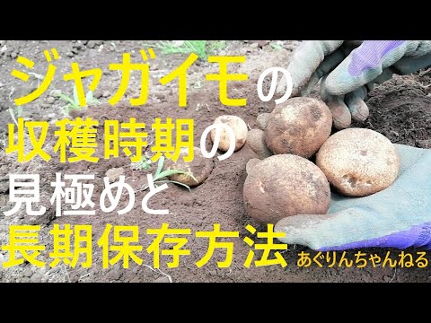 ジャガイモを収穫するタイミングの見極め方と長期保存方法【有機農家直伝!無農薬で育てる家庭菜園】