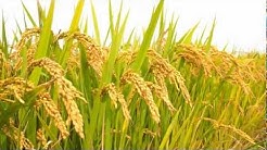 Degung Sunda - Durasi: 7:03. Degung Sunda - Durasi: 7:03.