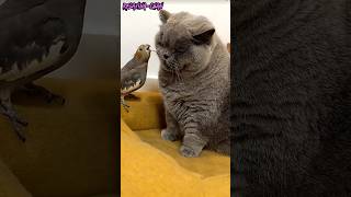 Persahabatan Unik Kucing dan Burung