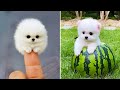 Cute Pomeranian Puppies Doing Funny Things #11 | Cute and Funny Dogs - Mini Pom