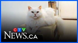 Humane Society may need a new home
