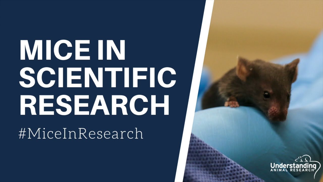 Mice in scientific research YouTube