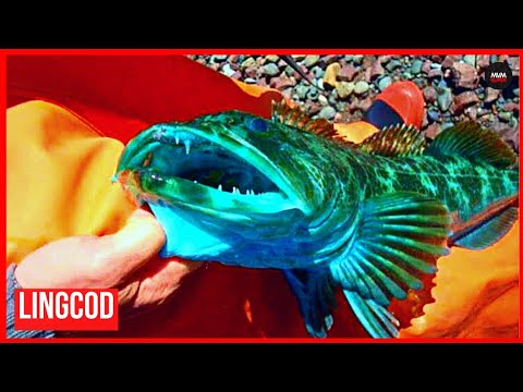 Vídeo: Por que o lingcod azul é azul?